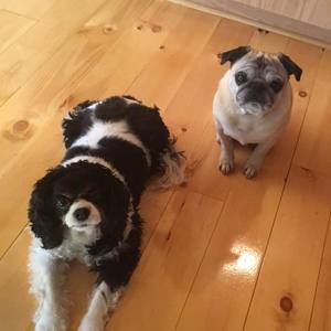 Meet your Posher, Missy